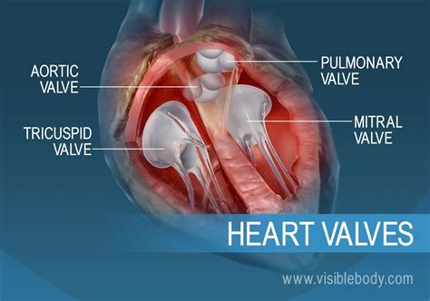 lower left ventricular valve